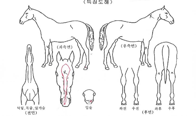 ·°¼Å¸®ÂüÀÇ Ãø¸é,¿ì¸é,µÞ¸é,µÎ»ó,´Ù¸®ÀÇ Æ¯Â¡µµÇØ