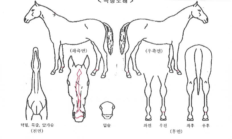 �����Ķ��ڸ��� ����,���,�޸�,�λ�,�ٸ��� Ư¡����