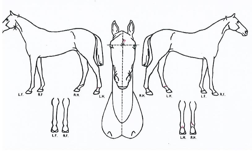 º°³ª¶óÁúÁÖÀÇ Ãø¸é,¿ì¸é,µÞ¸é,µÎ»ó,´Ù¸®ÀÇ Æ¯Â¡µµÇØ