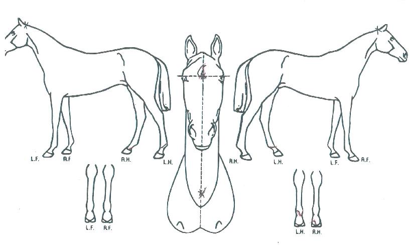 ��Ű�ÿ������� ����,���,�޸�,�λ�,�ٸ��� Ư¡����