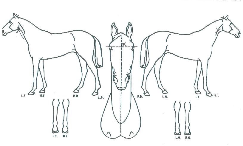 ��Ű��ī���� ����,���,�޸�,�λ�,�ٸ��� Ư¡����