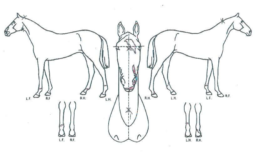 ¾Ë·º»ê´õ¿øÀÇ Ãø¸é,¿ì¸é,µÞ¸é,µÎ»ó,´Ù¸®ÀÇ Æ¯Â¡µµÇØ