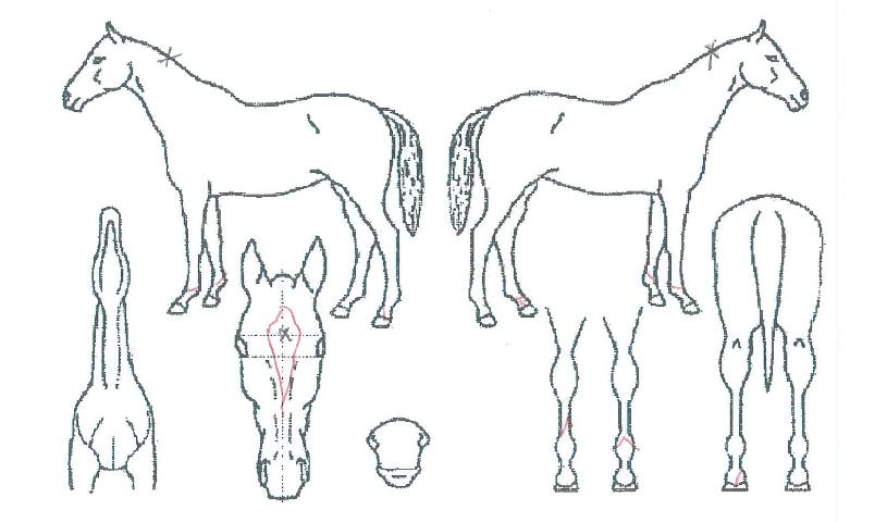 ������������ ����,���,�޸�,�λ�,�ٸ��� Ư¡����