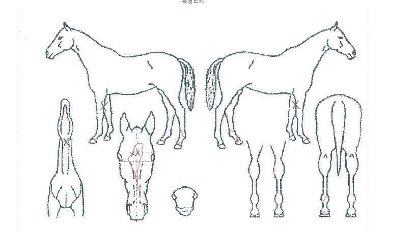 °Å¼¾ºÒÆÐÀÇ Ãø¸é,¿ì¸é,µÞ¸é,µÎ»ó,´Ù¸®ÀÇ Æ¯Â¡µµÇØ