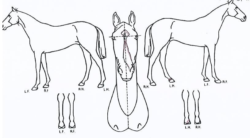 ���̾����� ����,���,�޸�,�λ�,�ٸ��� Ư¡����