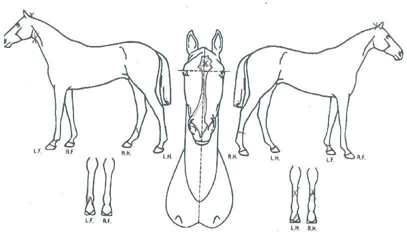 ���������� ����,���,�޸�,�λ�,�ٸ��� Ư¡����