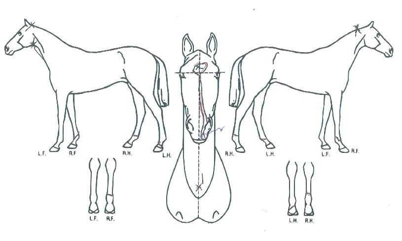 �ø��콺������ ����,���,�޸�,�λ�,�ٸ��� Ư¡����