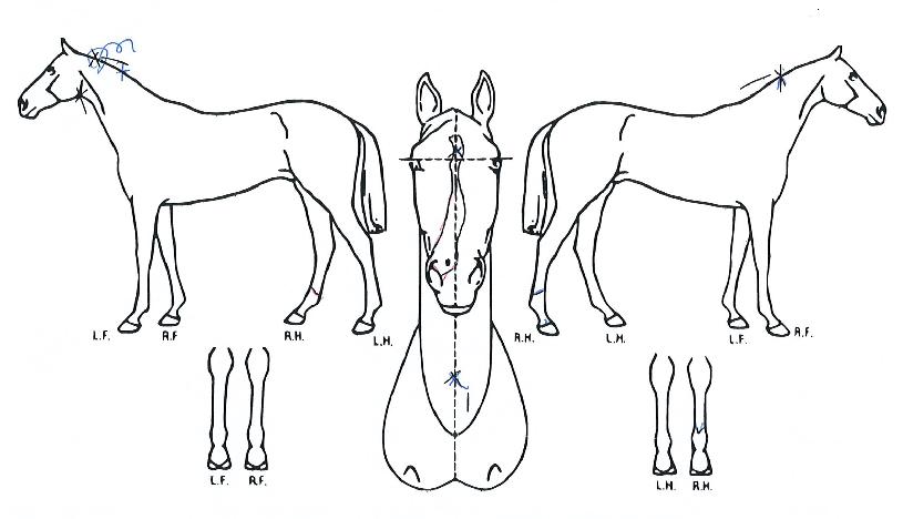 ���������� ����,���,�޸�,�λ�,�ٸ��� Ư¡����