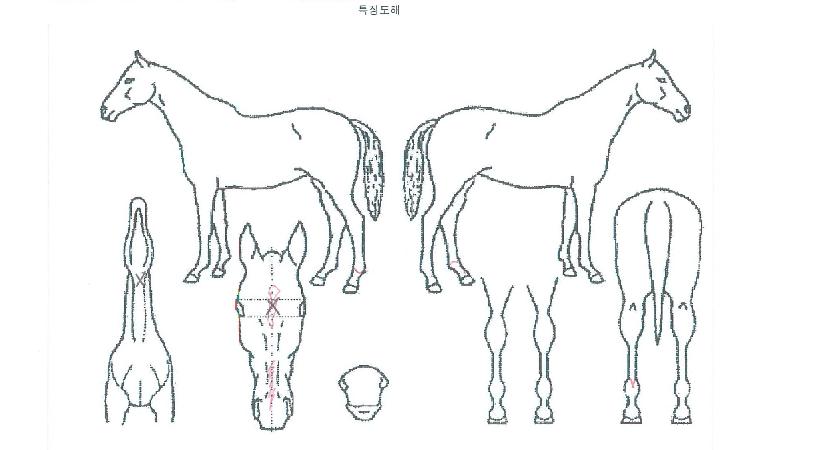 �������ְ��� ����,���,�޸�,�λ�,�ٸ��� Ư¡����