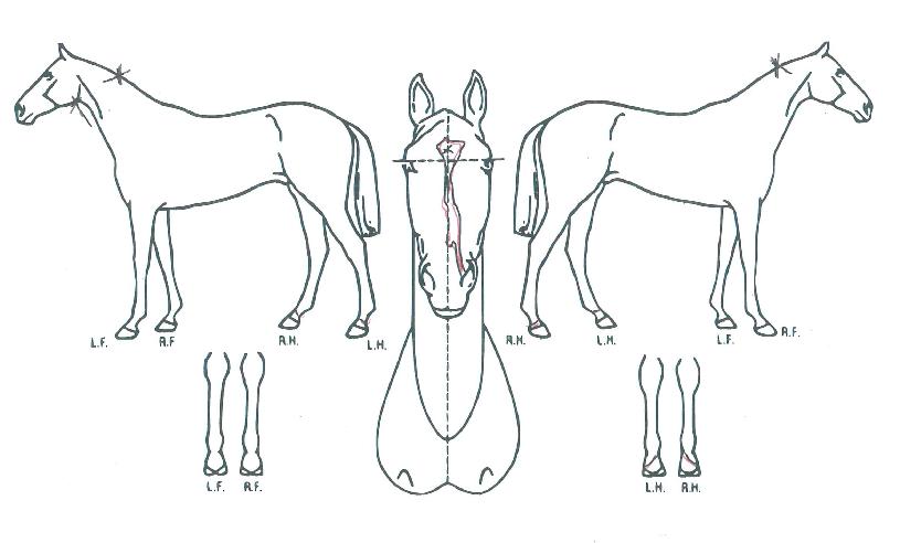 ·°Å°¿µÀÇ Ãø¸é,¿ì¸é,µÞ¸é,µÎ»ó,´Ù¸®ÀÇ Æ¯Â¡µµÇØ