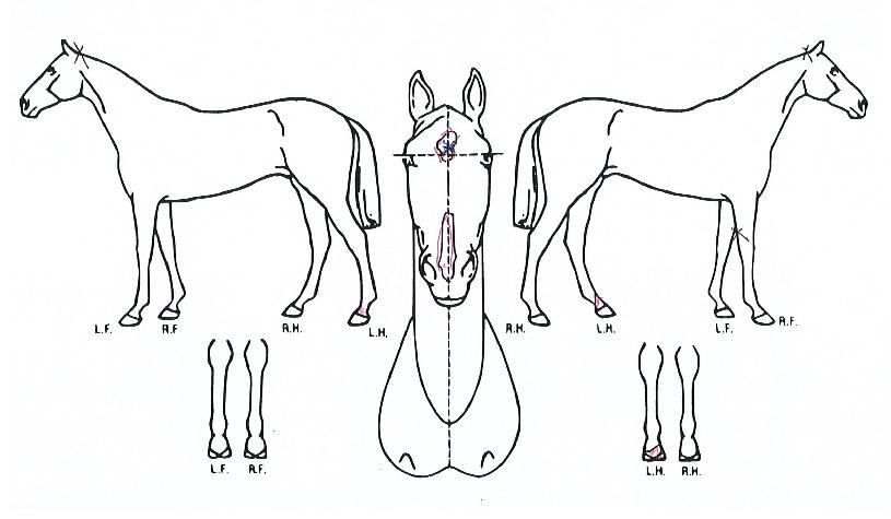 ¸¶ÀÌÆ¼ÈÄÀÇ Ãø¸é,¿ì¸é,µÞ¸é,µÎ»ó,´Ù¸®ÀÇ Æ¯Â¡µµÇØ