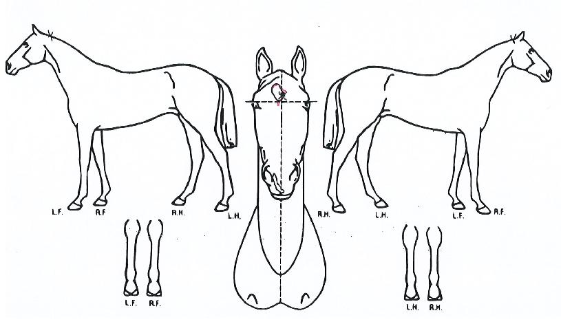 �η��Ŀ��� ����,���,�޸�,�λ�,�ٸ��� Ư¡����