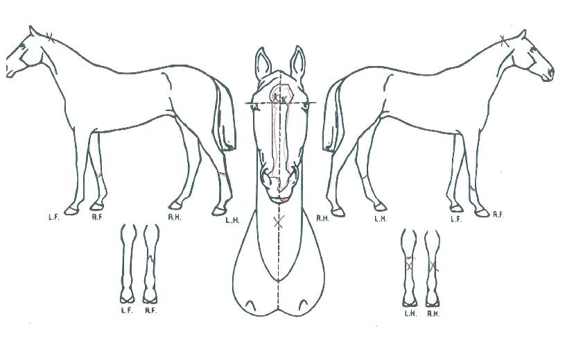 µÎ¼Õ¸Û±ºÀÇ Ãø¸é,¿ì¸é,µÞ¸é,µÎ»ó,´Ù¸®ÀÇ Æ¯Â¡µµÇØ