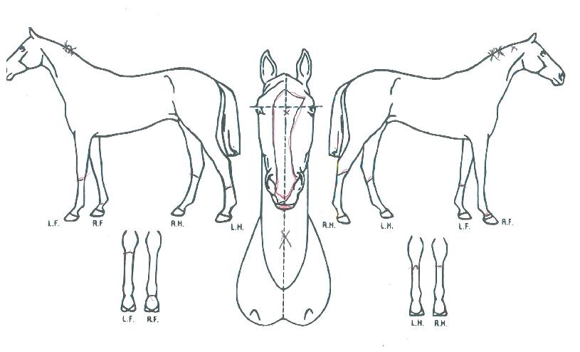 �ִϸ������� ����,���,�޸�,�λ�,�ٸ��� Ư¡����