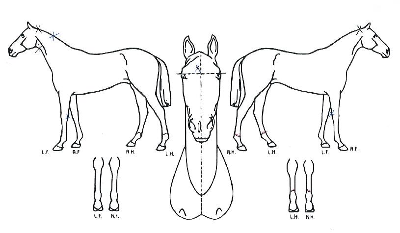 ¹®Çз°Å°ÀÇ Ãø¸é,¿ì¸é,µÞ¸é,µÎ»ó,´Ù¸®ÀÇ Æ¯Â¡µµÇØ