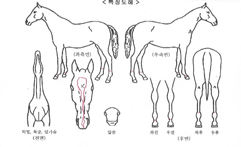 ���Ÿ�� ����,���,�޸�,�λ�,�ٸ��� Ư¡����