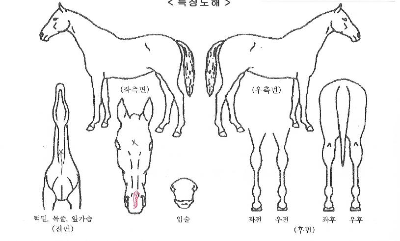 Ç÷¡½ÃÂüÀÇ Ãø¸é,¿ì¸é,µÞ¸é,µÎ»ó,´Ù¸®ÀÇ Æ¯Â¡µµÇØ