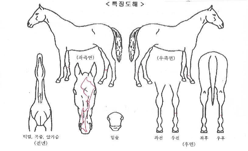 ĸƾ�ڸ����� ����,���,�޸�,�λ�,�ٸ��� Ư¡����