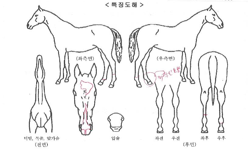 ������Ƽ�ø��ڸ��� ����,���,�޸�,�λ�,�ٸ��� Ư¡����