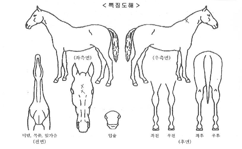 �������� ����,���,�޸�,�λ�,�ٸ��� Ư¡����