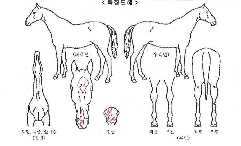 �̾��ڸ��� ����,���,�޸�,�λ�,�ٸ��� Ư¡����