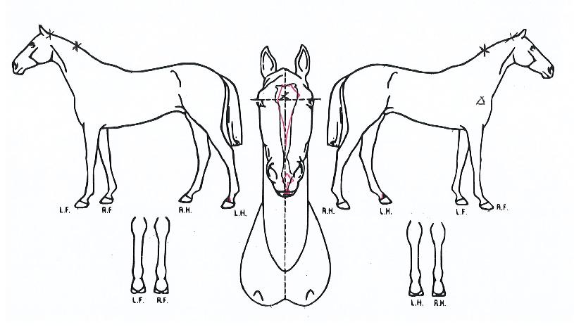 �����Ǻ��� ����,���,�޸�,�λ�,�ٸ��� Ư¡����