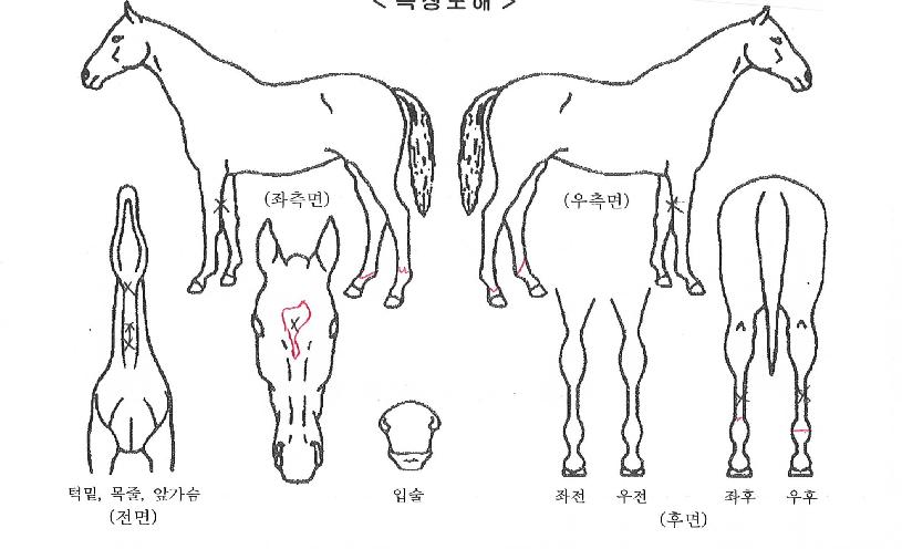 ±Û·Î¹úÁø°ÝÀÇ Ãø¸é,¿ì¸é,µÞ¸é,µÎ»ó,´Ù¸®ÀÇ Æ¯Â¡µµÇØ