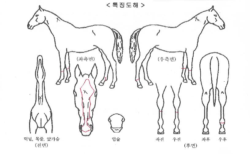 �ƶ���� ����,���,�޸�,�λ�,�ٸ��� Ư¡����