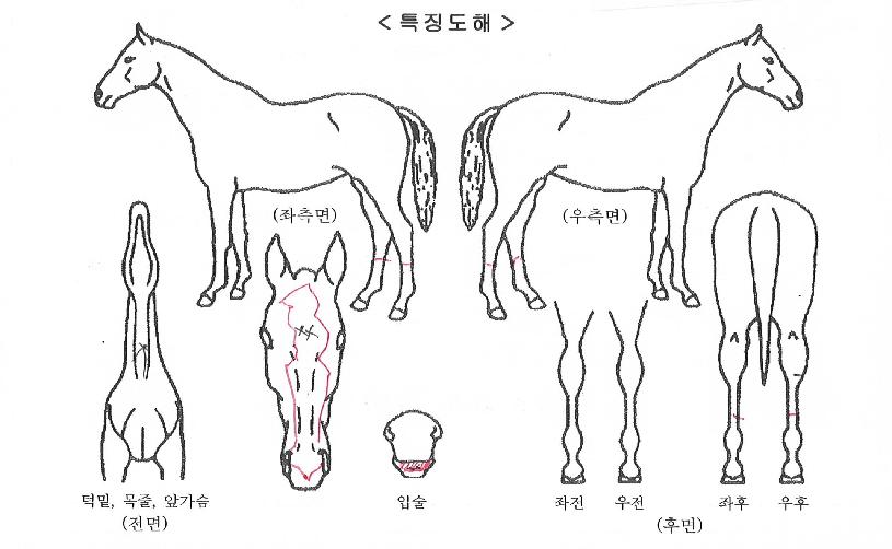 ÇØÇÇȦ¸®µ¥ÀÌÀÇ Ãø¸é,¿ì¸é,µÞ¸é,µÎ»ó,´Ù¸®ÀÇ Æ¯Â¡µµÇØ