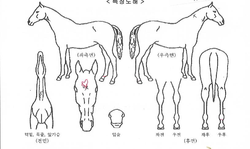 ¼®¼¼½º¸ðÄ«ÀÇ Ãø¸é,¿ì¸é,µÞ¸é,µÎ»ó,´Ù¸®ÀÇ Æ¯Â¡µµÇØ