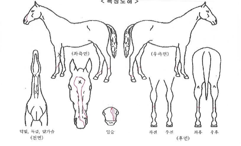 ½ºÀ§Ä¡¼ÛÀÇ Ãø¸é,¿ì¸é,µÞ¸é,µÎ»ó,´Ù¸®ÀÇ Æ¯Â¡µµÇØ