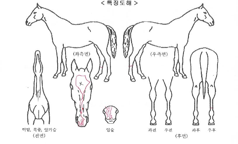 ¾îÀ§¿øÀδõº¡Ä¿ÀÚ¸¶ÀÇ Ãø¸é,¿ì¸é,µÞ¸é,µÎ»ó,´Ù¸®ÀÇ Æ¯Â¡µµÇØ