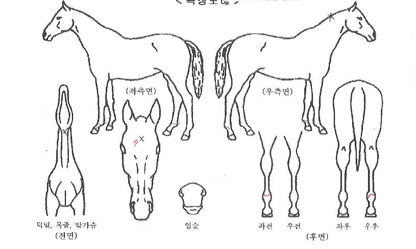 ����ĸ���۴��ڸ��� ����,���,�޸�,�λ�,�ٸ��� Ư¡����