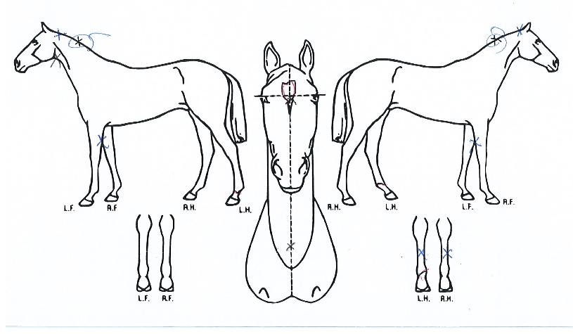 ºí·¢¸Ó½ºÅ©ÀÇ Ãø¸é,¿ì¸é,µÞ¸é,µÎ»ó,´Ù¸®ÀÇ Æ¯Â¡µµÇØ