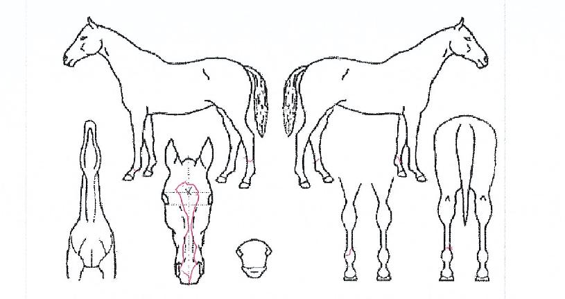 ���̿�����Ȳ�� ����,���,�޸�,�λ�,�ٸ��� Ư¡����