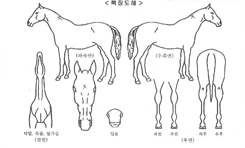 ���ϵ���������ڸ��� ����,���,�޸�,�λ�,�ٸ��� Ư¡����