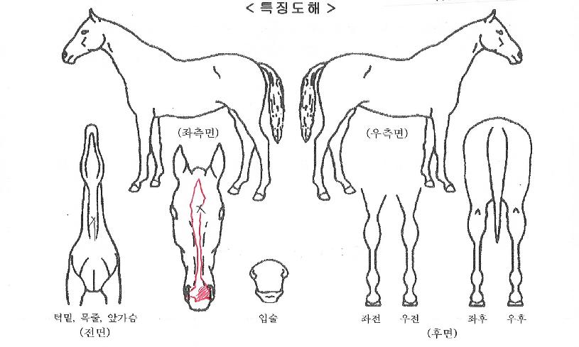 ¼ÅÇ÷¯³ÊÀÚ¸¶ÀÇ Ãø¸é,¿ì¸é,µÞ¸é,µÎ»ó,´Ù¸®ÀÇ Æ¯Â¡µµÇØ