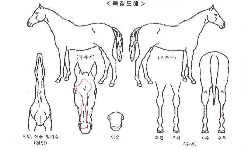 Àå»êµðÆÄÀÌÀÇ Ãø¸é,¿ì¸é,µÞ¸é,µÎ»ó,´Ù¸®ÀÇ Æ¯Â¡µµÇØ