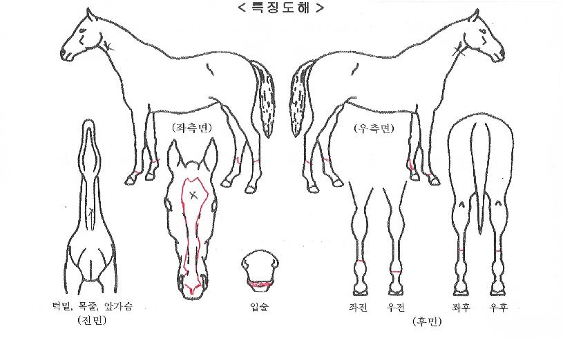 ·ÎÁîºí·¹À̵åÀÇ Ãø¸é,¿ì¸é,µÞ¸é,µÎ»ó,´Ù¸®ÀÇ Æ¯Â¡µµÇØ