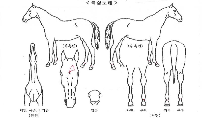 ��������Ʈ�ڸ��� ����,���,�޸�,�λ�,�ٸ��� Ư¡����