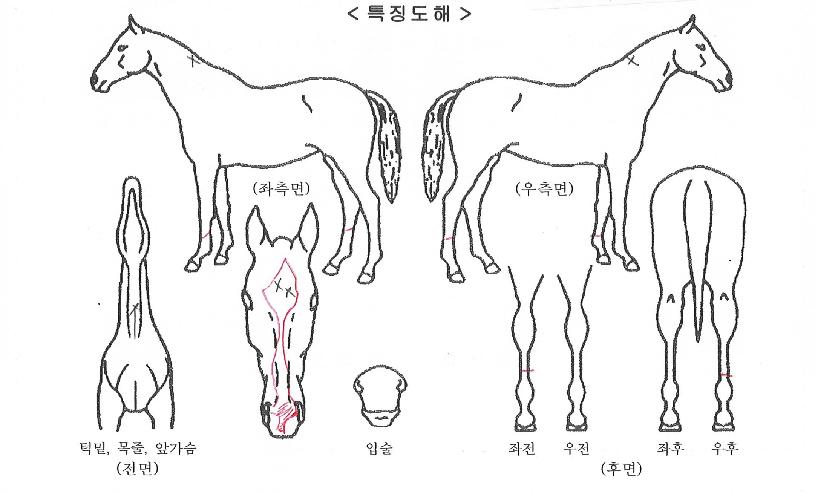 ����������ڸ��� ����,���,�޸�,�λ�,�ٸ��� Ư¡����