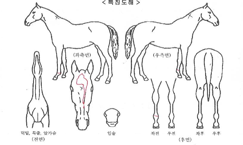 ���絵���� ����,���,�޸�,�λ�,�ٸ��� Ư¡����