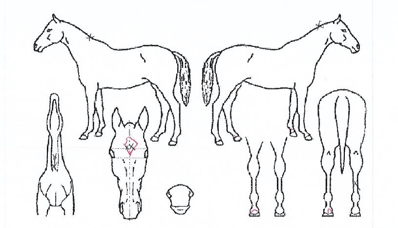 ��ٸ������� ����,���,�޸�,�λ�,�ٸ��� Ư¡����