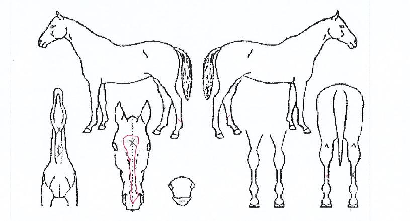 ³²»ê·¯ºêÀÇ Ãø¸é,¿ì¸é,µÞ¸é,µÎ»ó,´Ù¸®ÀÇ Æ¯Â¡µµÇØ