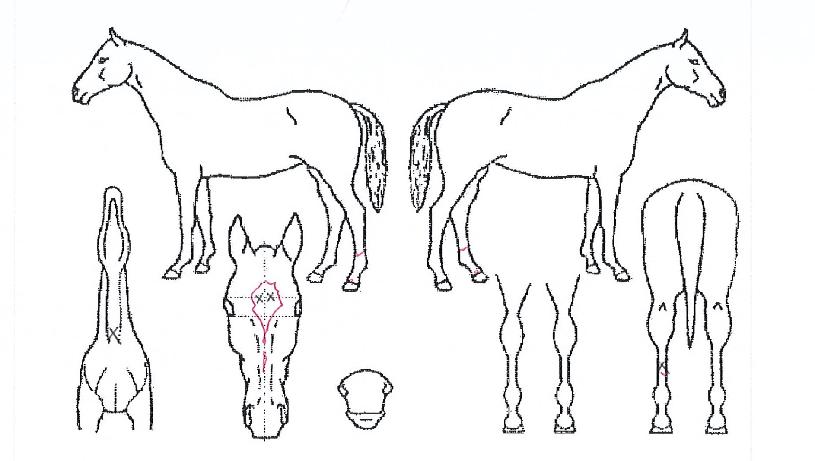 ·Î¸Ç½ºÂüÀÇ Ãø¸é,¿ì¸é,µÞ¸é,µÎ»ó,´Ù¸®ÀÇ Æ¯Â¡µµÇØ