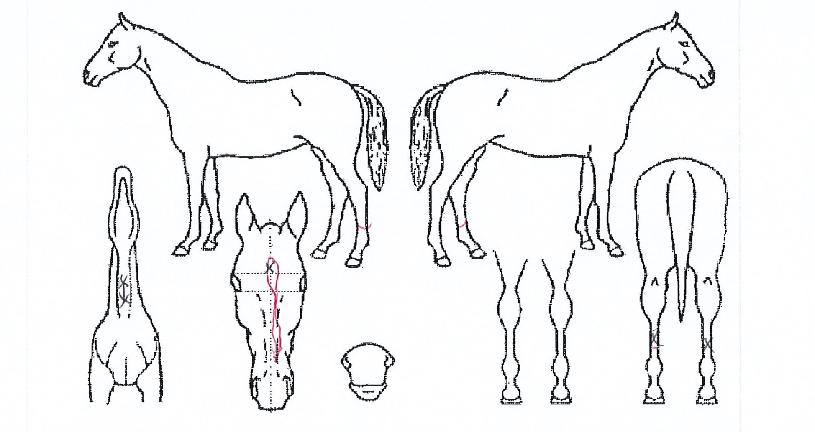 ¹®ÇÐ°í½ºÆ®ÀÇ Ãø¸é,¿ì¸é,µÞ¸é,µÎ»ó,´Ù¸®ÀÇ Æ¯Â¡µµÇØ