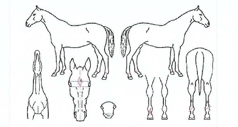 ¹®Çн½·çÀÇ Ãø¸é,¿ì¸é,µÞ¸é,µÎ»ó,´Ù¸®ÀÇ Æ¯Â¡µµÇØ