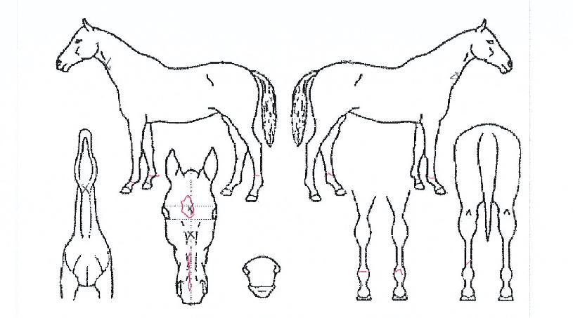 ���ηε��� ����,���,�޸�,�λ�,�ٸ��� Ư¡����