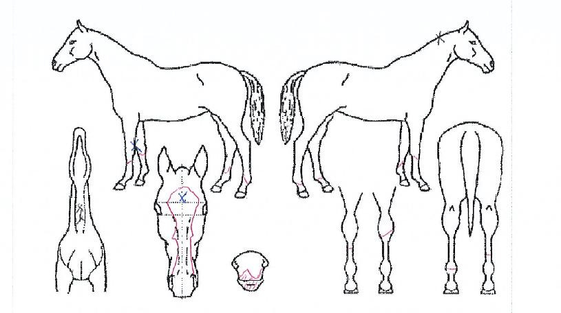 Åõ¾î¸µ¶ó´ÏÀÇ Ãø¸é,¿ì¸é,µÞ¸é,µÎ»ó,´Ù¸®ÀÇ Æ¯Â¡µµÇØ