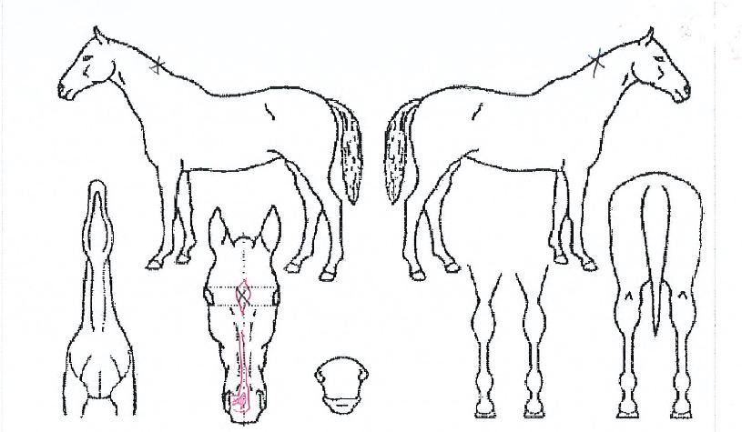 õ��Ŭ������ ����,���,�޸�,�λ�,�ٸ��� Ư¡����